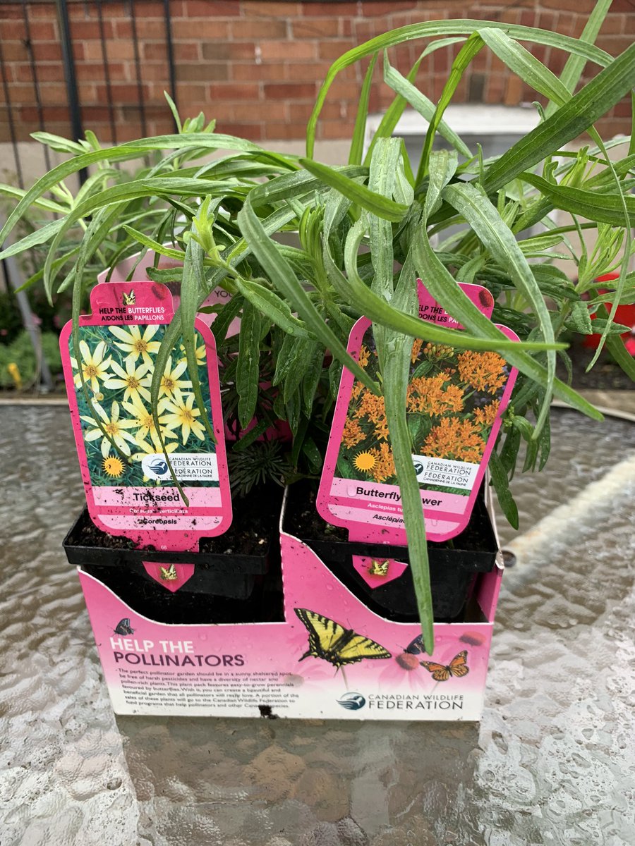 FDLKHenn's tweet photo. @CWF_FCF we got our pollinator friendly plants! Looking forward to adding them to our garden this weekend! #helpthepollinators https://t.co/Q0H0kj993Z