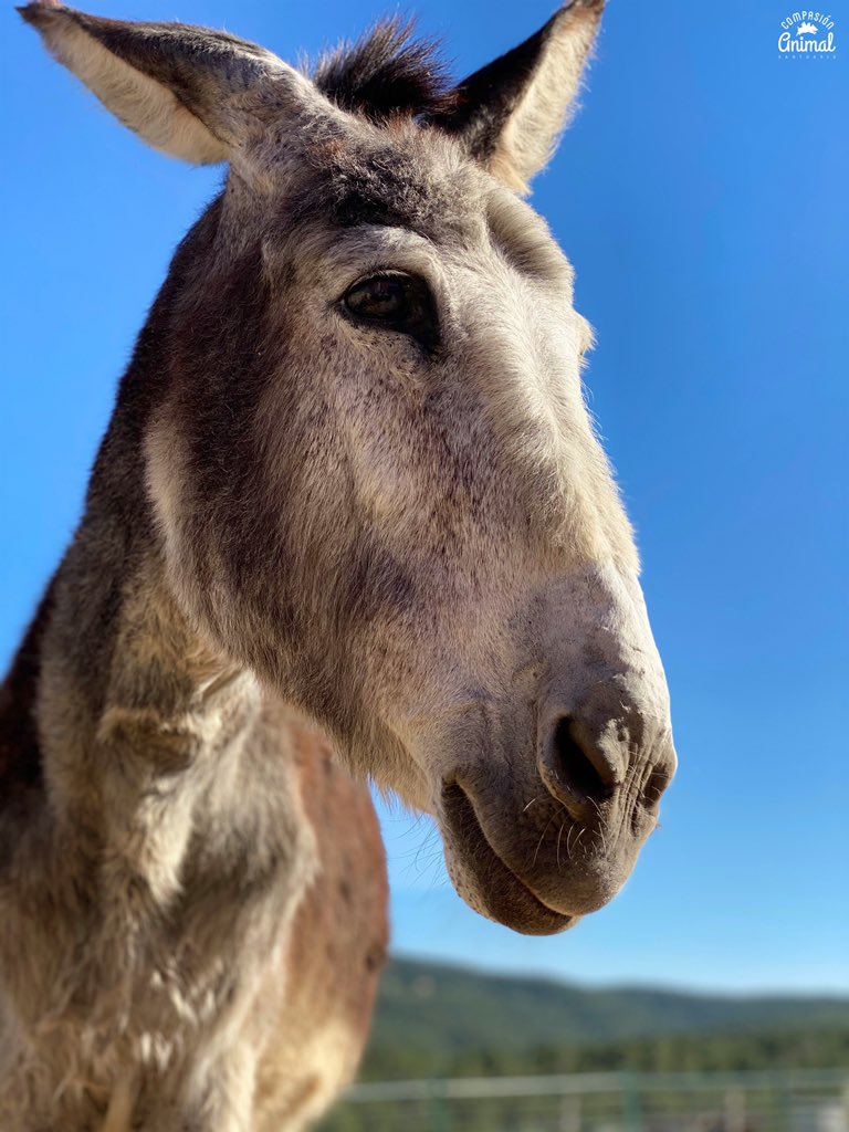 CompasionAnimal's tweet image. ¿Adivináis quién es esta preciosa burrita que ha rejuvenecido 10 años?

El cambio físico de Marina, la burra rescatada de la granja escuela, es increíble.
Es una luchadora ❤️

Ayúdanos con 1€ al mes:
teaming.net/santuariocompa…