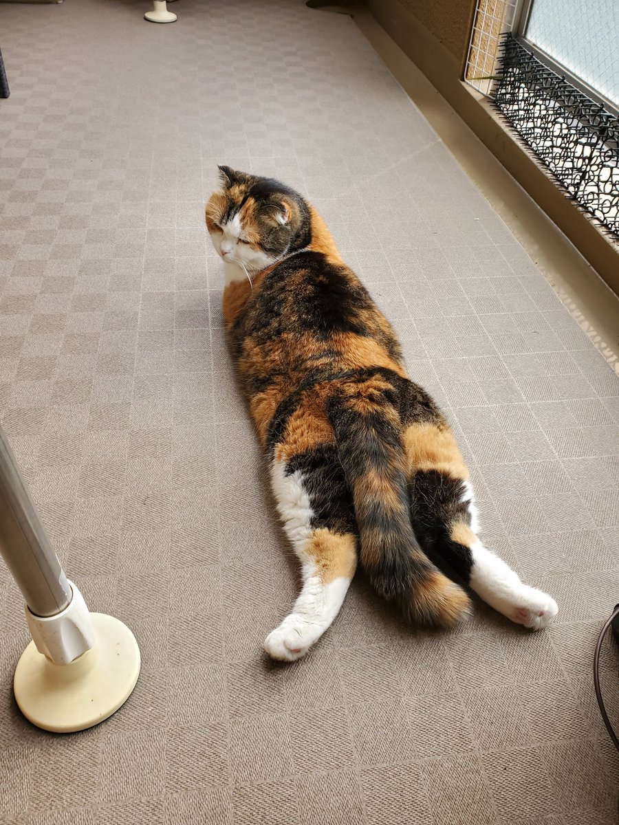CHIKO391489421's tweet photo. 朝も暗いうちから何度も起こされ
今はコレ
ひんやり涼しいうちしか出られないから堪能してください(笑)
#スコティッシュフォールド
#ぽっちゃり部屋新弟子候補生 
#猫モフー #ミケ愛好会 
#ドスコイ小町部屋 https://t.co/RgK6UYBjIy