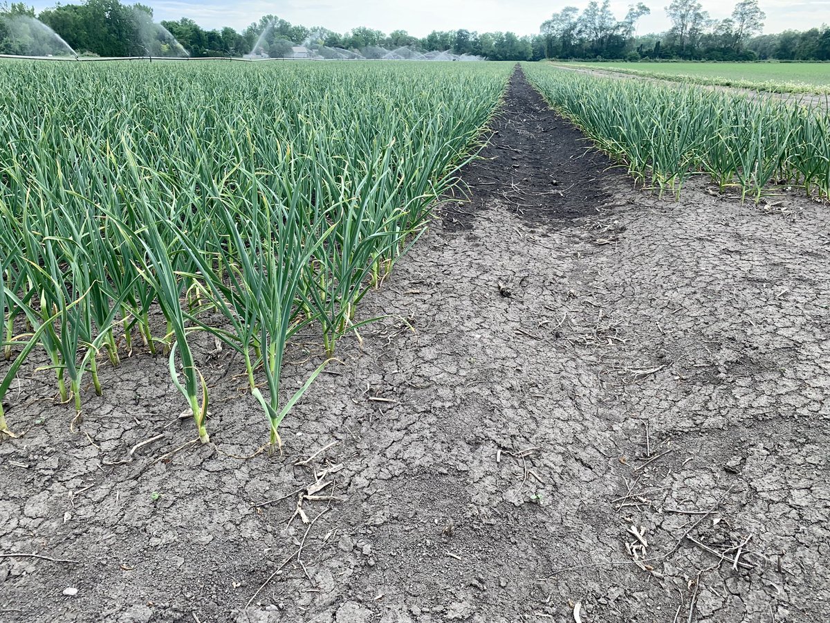 Same spot. May 9 to June 5 — 27 days of growth.  Garlic slow and steady. #ontag #ongarlic #harvest20 #lambton