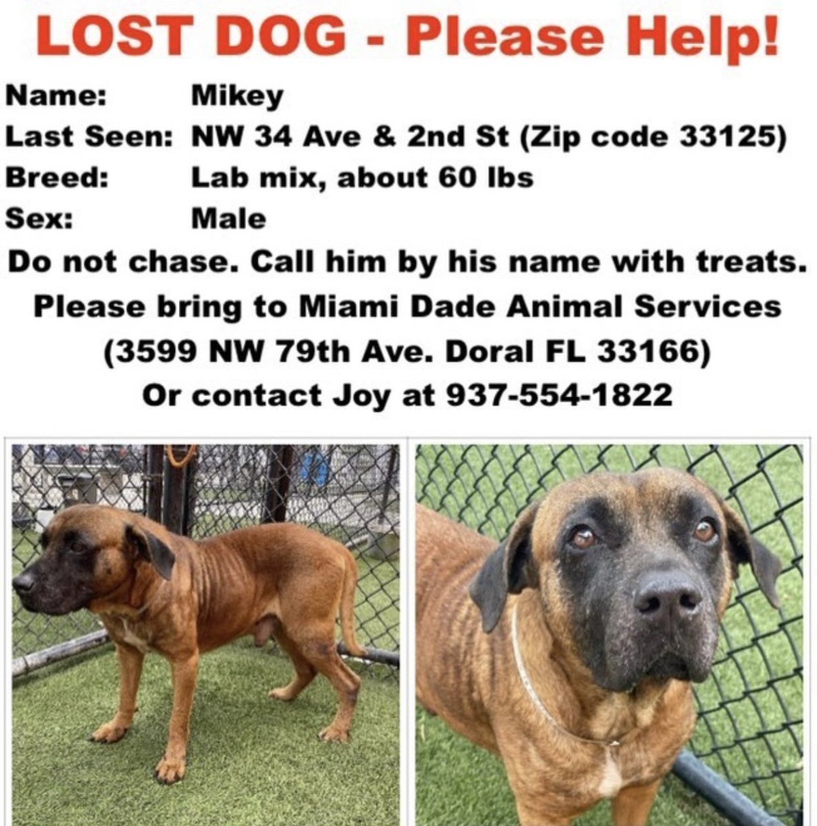 UrgentDogsMiami's tweet photo. LOST DOG⚠️#Miami- please help us #FindMikey! He went missing after being adopted from the shelter. We need your help! https://t.co/2dh1ogMbgj cc @OfficialJoelF pls RT & share! #lostdog https://t.co/yoAXr8jN9D