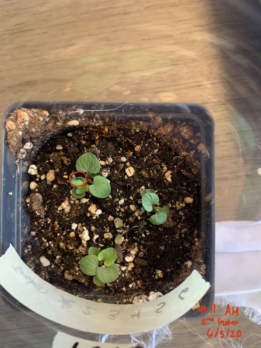 Lisa Cavola tweet media