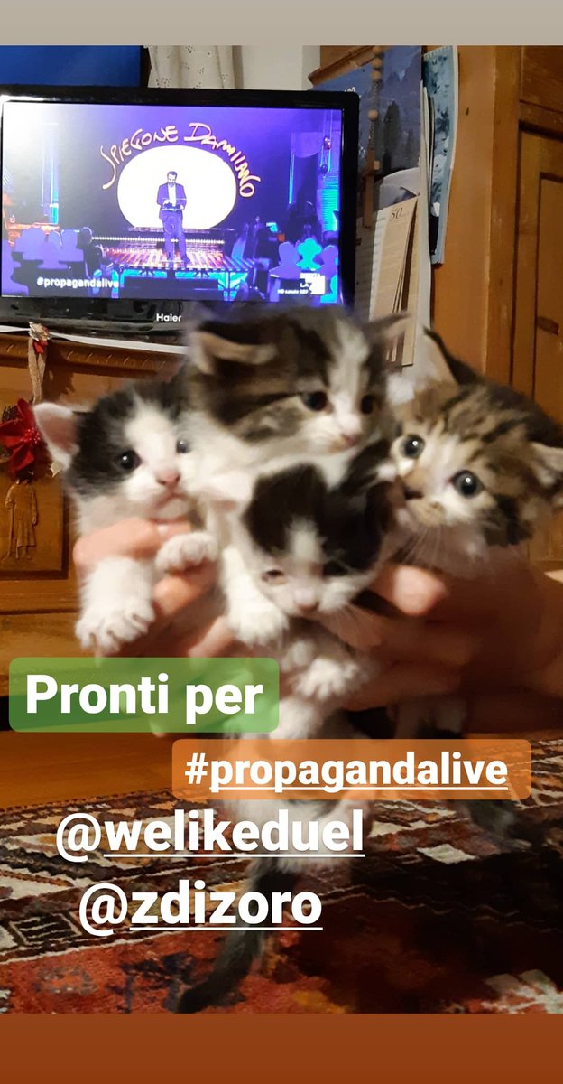 Pronti per #propagandalive #spiegonedamilano 🐱🐱🐱🐱