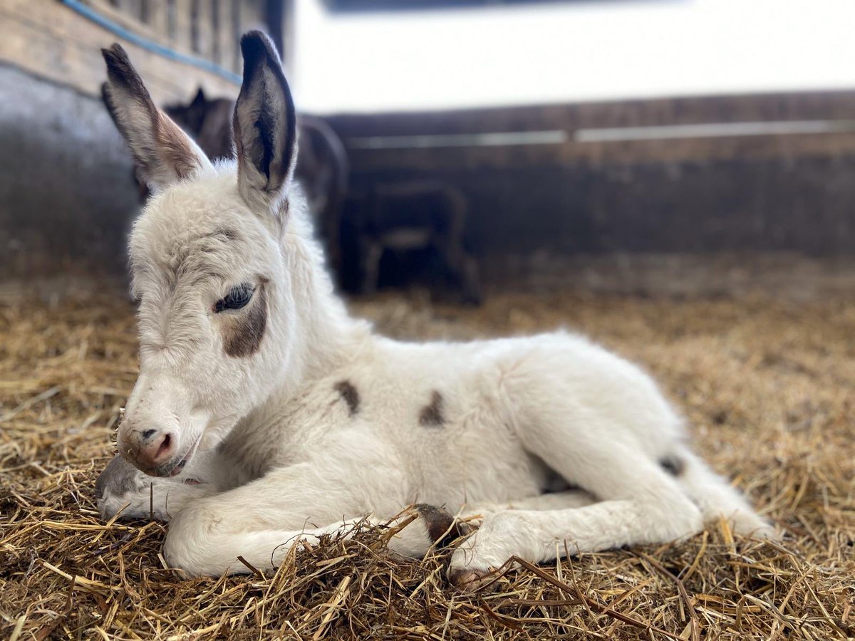 Such a handsome little fella 🐴❤️