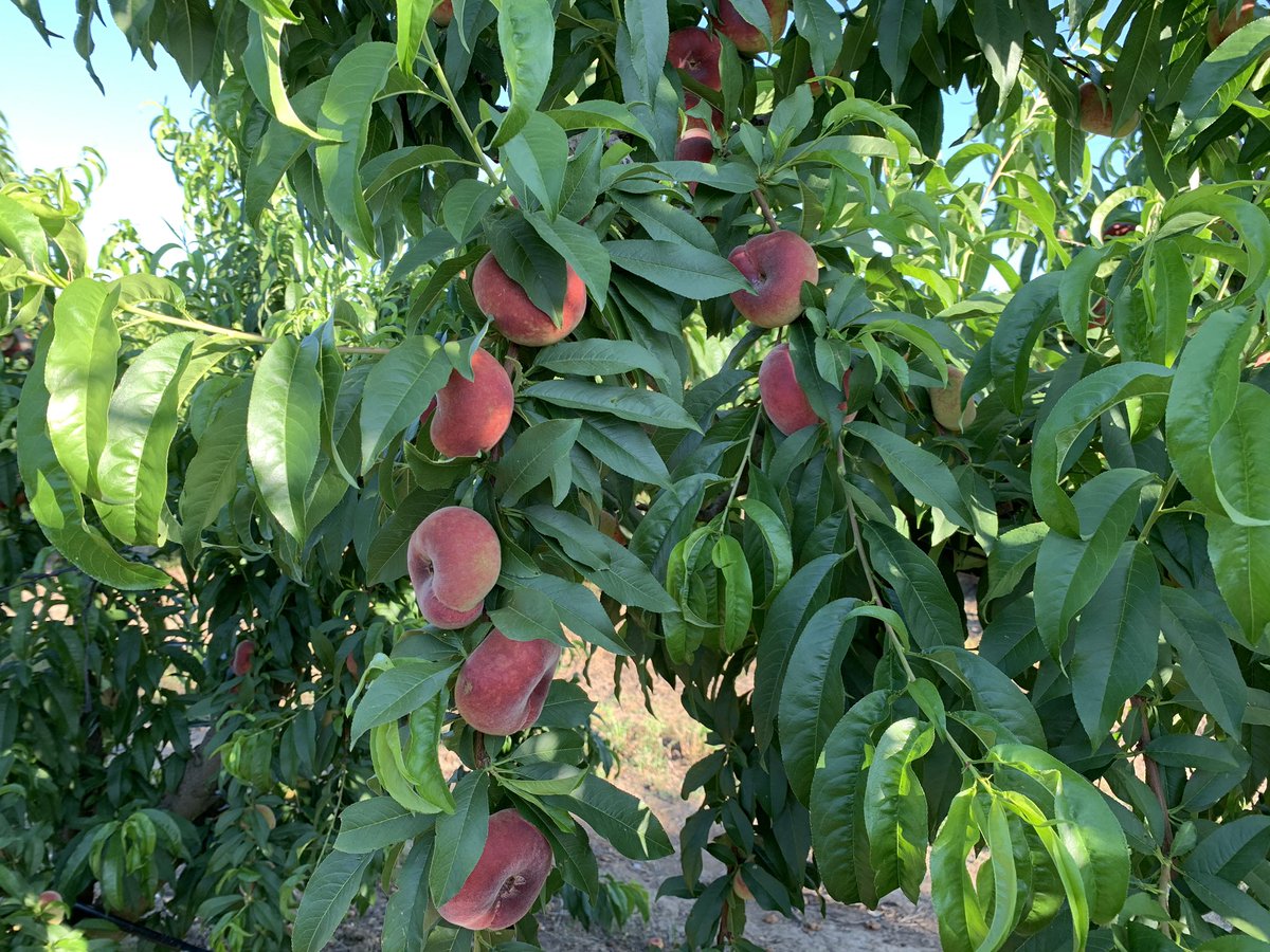pfernandez1975's tweet photo. Magnificos resultados en recolección 1er Corte Prueba de Desarrollo @Sipcam_es con los #bioestimulantes #Record y #StiloHydro para evitar rajado en paraguayos var. UFO4 👉disminución de frutos rajados, mejores valores en coloración, producción, distribución de calibres y Brix💪🍑 https://t.co/8QsmOCoYeF