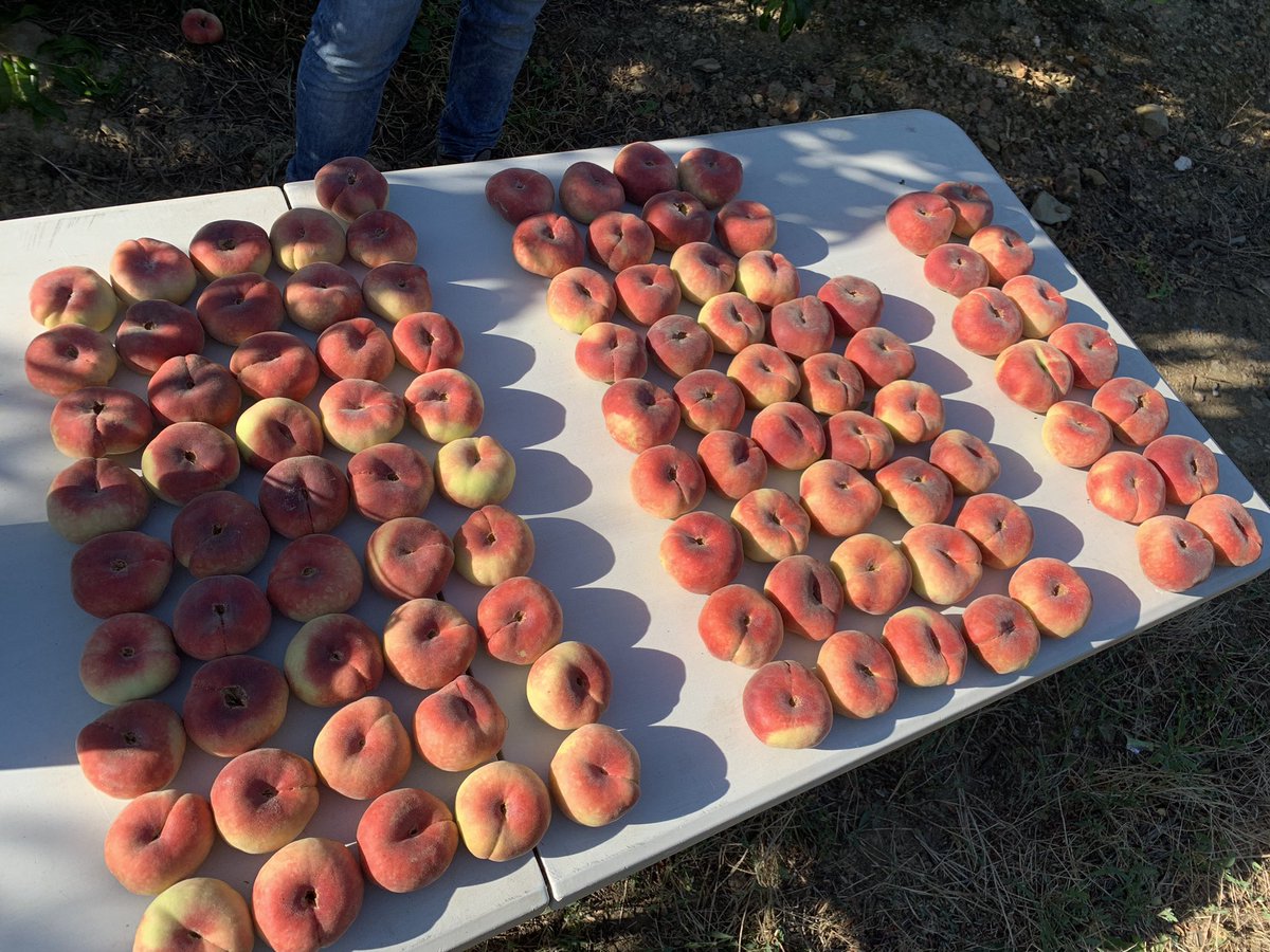 pfernandez1975's tweet photo. Magnificos resultados en recolección 1er Corte Prueba de Desarrollo @Sipcam_es con los #bioestimulantes #Record y #StiloHydro para evitar rajado en paraguayos var. UFO4 👉disminución de frutos rajados, mejores valores en coloración, producción, distribución de calibres y Brix💪🍑 https://t.co/8QsmOCoYeF
