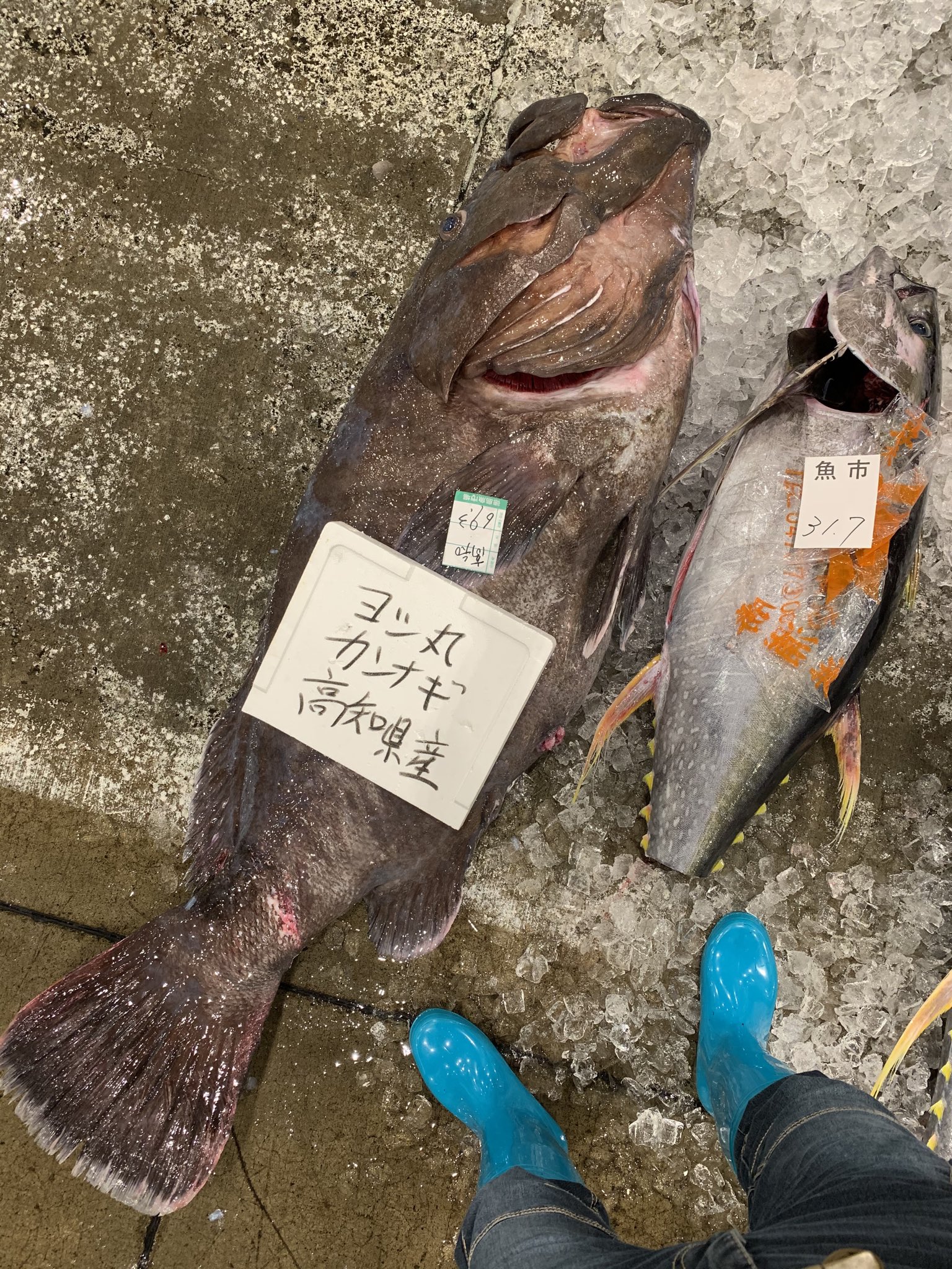 徳島魚類 出たぁぁぁぁ 久しぶりの巨大魚シリーズw 今日はなんとマグロコーナーに カンナギ なる巨大魚が１尾 でーんと鎮座してます 調べてみたら カンナギというのはマハタの老成魚なんだそうで へぇ これがマハタ 日本記録では180キロっ