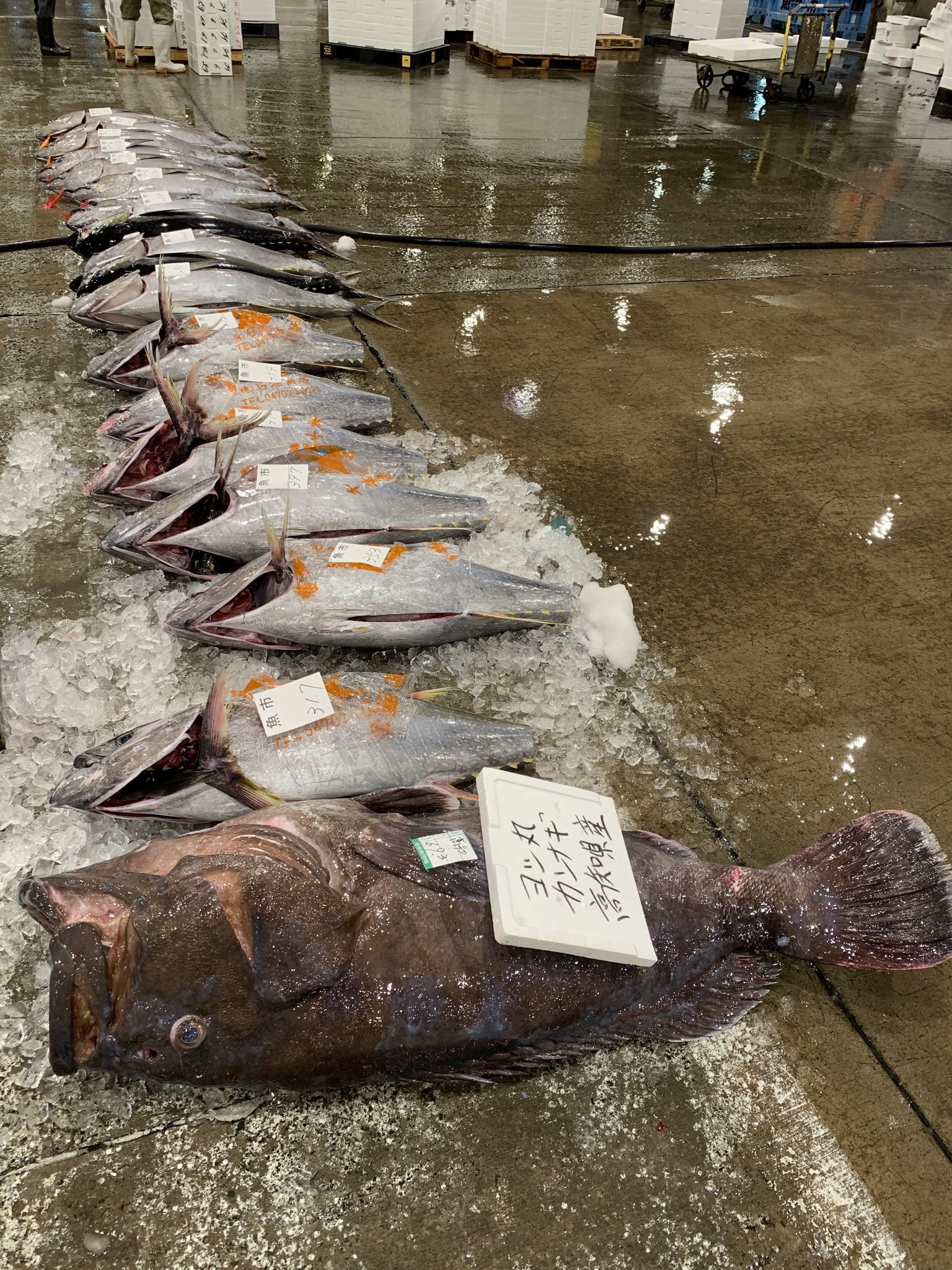 徳島魚類 出たぁぁぁぁ 久しぶりの巨大魚シリーズw 今日はなんとマグロコーナーに カンナギ なる巨大魚が１尾 でーんと鎮座してます 調べてみたら カンナギというのはマハタの老成魚なんだそうで へぇ これがマハタ 日本記録では180キロっ