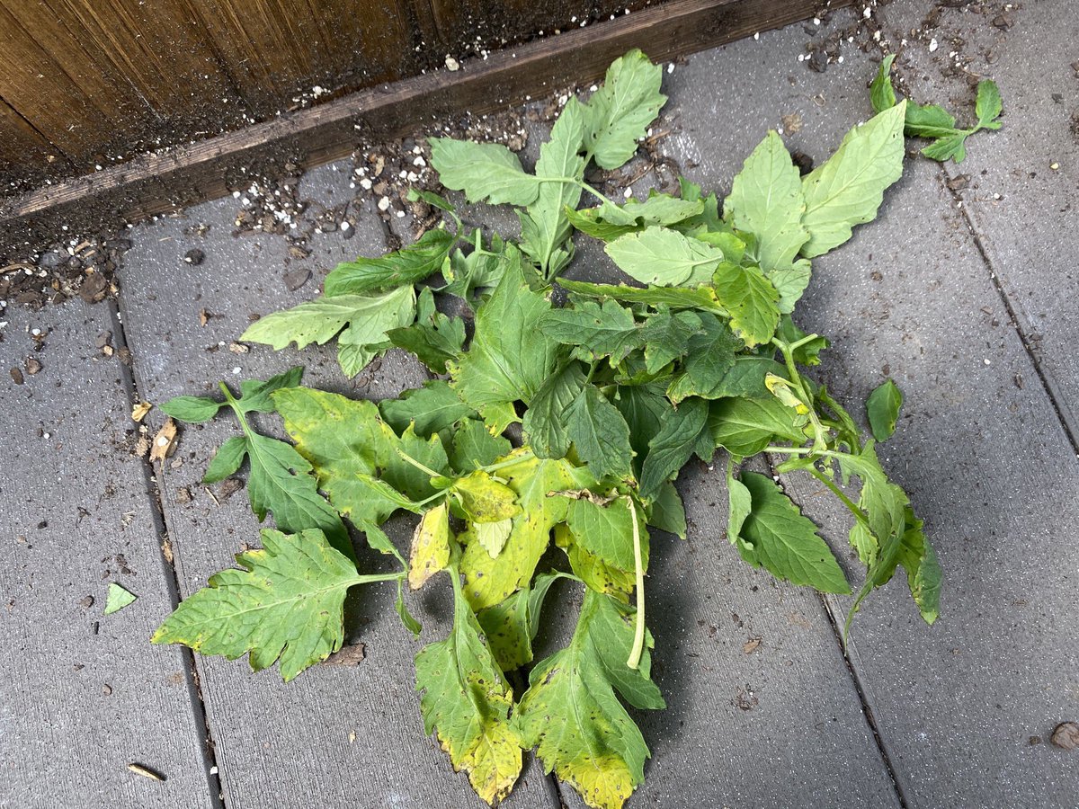 this wasn’t fun. at all. i’d been noticing the yellow and brown spots on the tomato leaves but had mostly been ignoring them hoping they’d self correct eventually. i’d cut one or two leaves before hoping that’d be enough but it kept spreading.