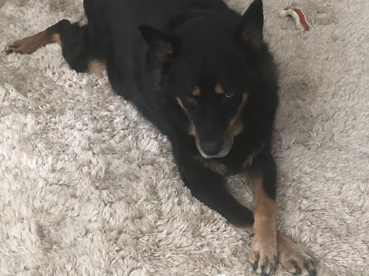 thatzPamJones's tweet photo. Hey @DawnWhiteNews ..my guy has that laser - focused appeal 😂. #Paxton #dogs #mansbestfriend #protector #shepmix #AdoptDontShop @bestfriends @MDSPCA https://t.co/pZEsXiUuvl