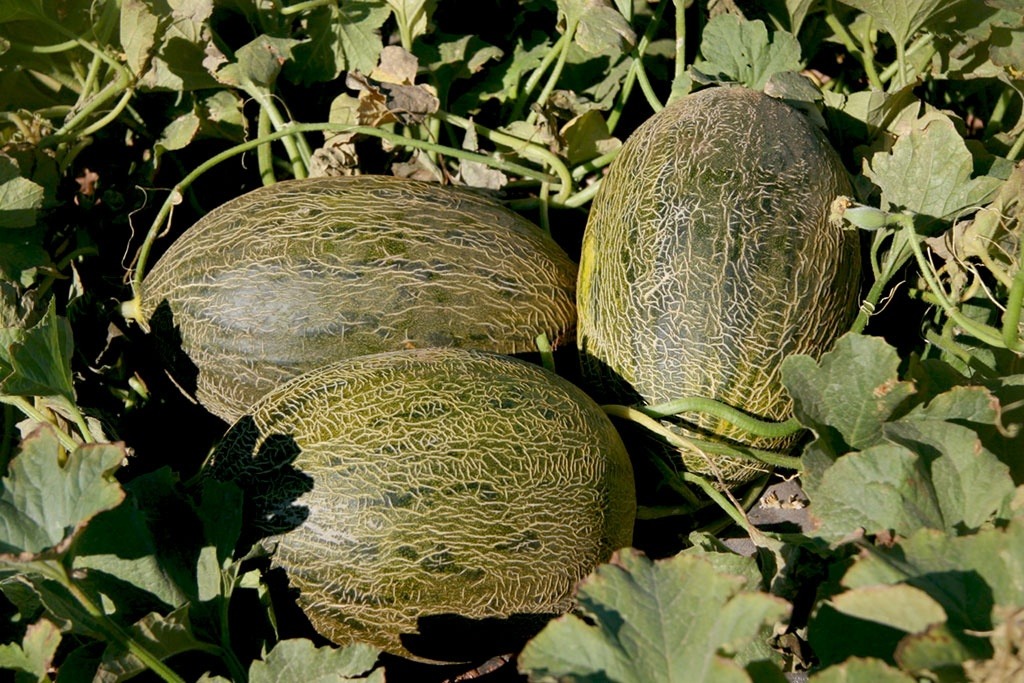 anem en el debat mes important del estiu.
RT. meló de Alger
FAV. meló de tot el añ