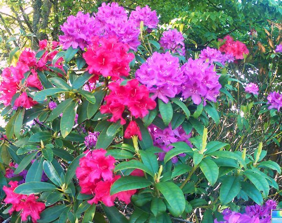 Rhododendrons on my dog walk today. 😎😄 #Rhododendron #Flowers #FridayFeeling