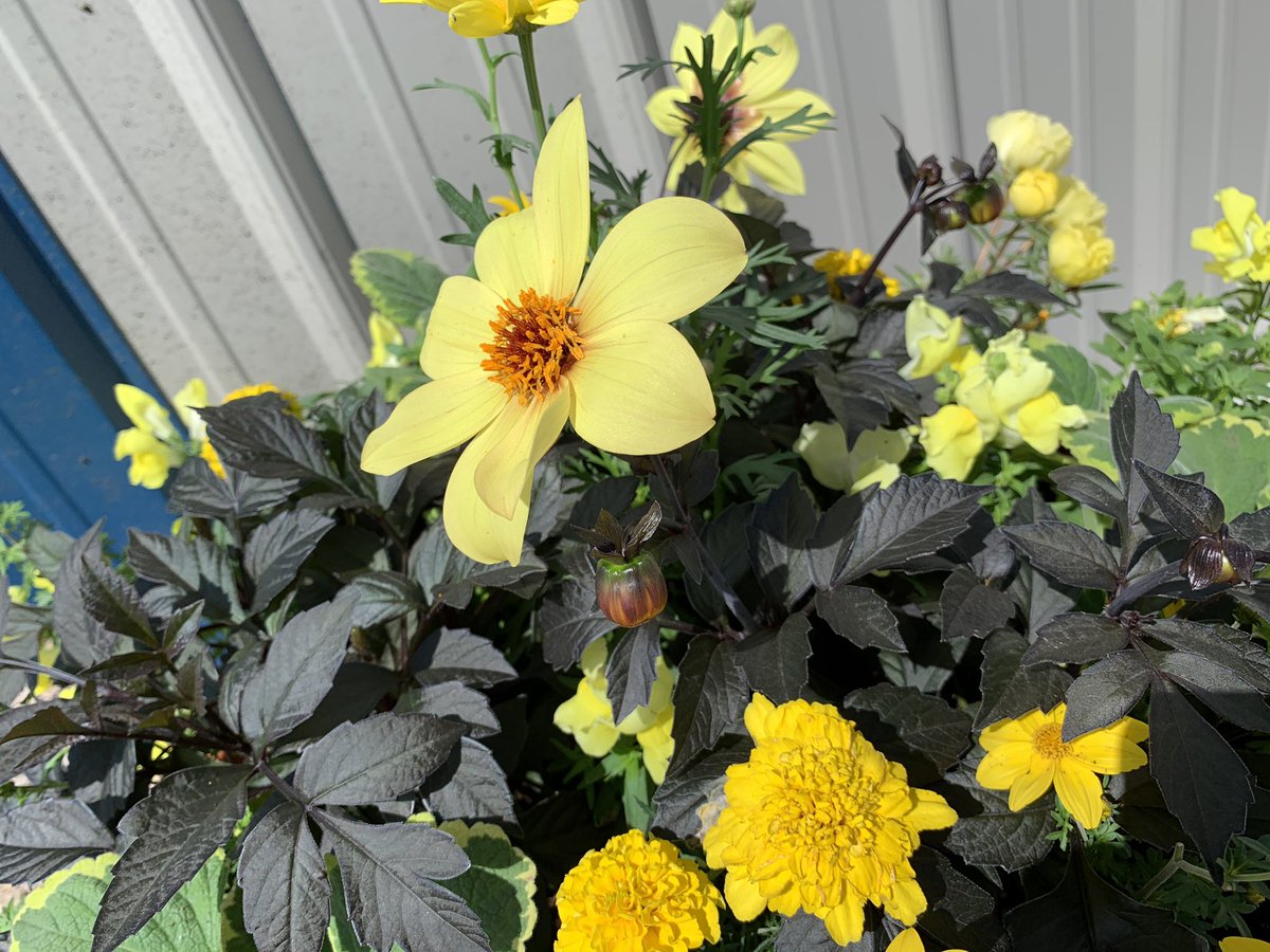 GotFUNCTION's tweet photo. The biggest of thank-you’s to Young's Plant World for doing us up some custom made pots for the gym! Yellow themed and everything! 

They are absolutely beautiful! Thank you to the staff out there for helping us with this! 

#SupportLocal https://t.co/NuKaUgw1D2