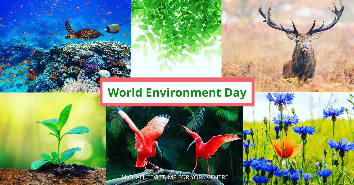 LevittMichael's tweet photo. Today, on #WorldEnvironmentDay we're reminded that we all need to do our part to protect #ournature. #YorkCentre 🌳
Check out these #EnviroTips that we can do every day to help keep our Earth healthy https://t.co/qrbifmBId8 https://t.co/WiKNHVSE32