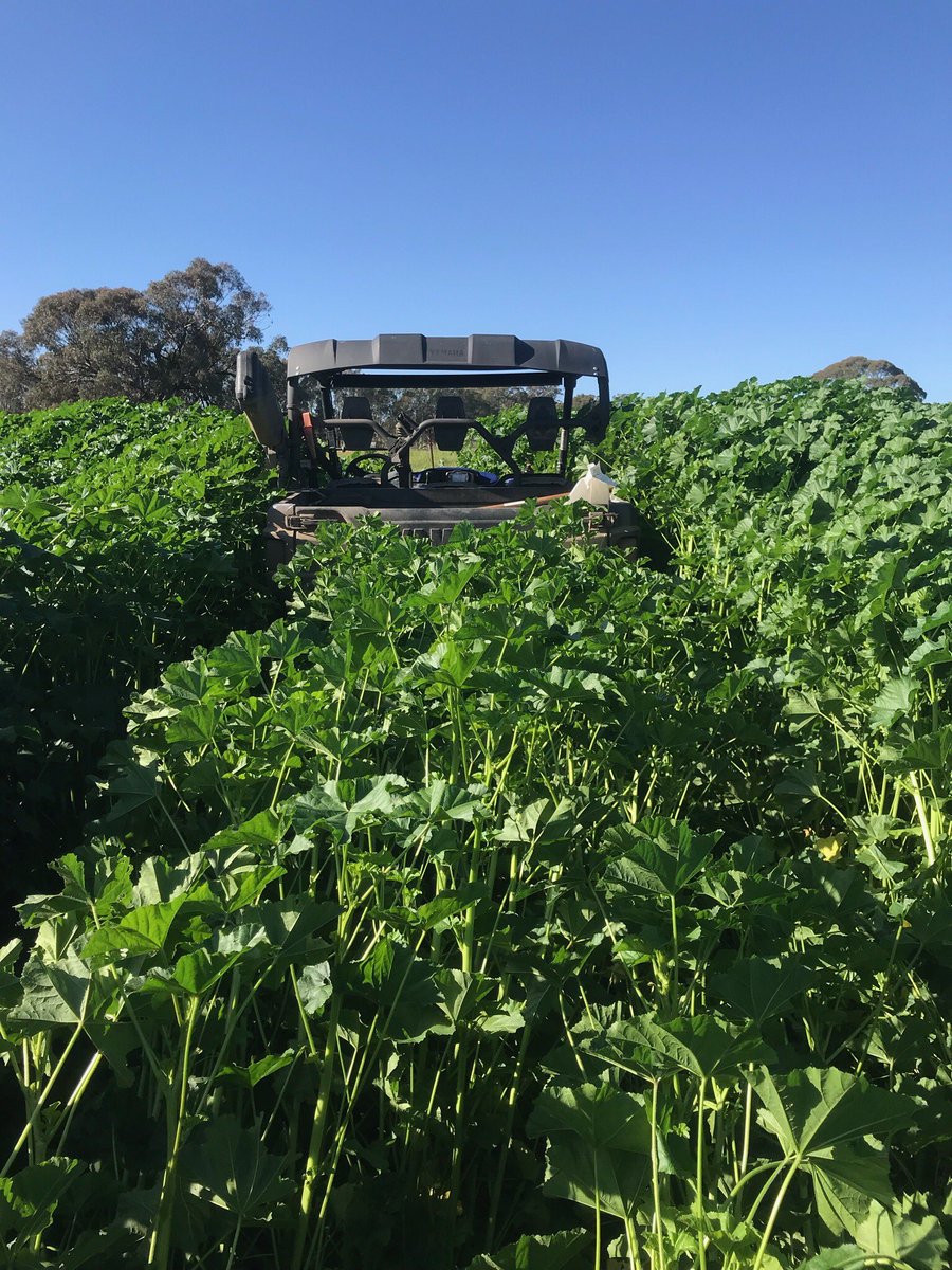 Andrew James (@andrewdmagro) on Twitter photo One for Snuffy’s marshmallow comp. <a href="/DMAg_consultant/">Matt Witney</a> One for Snuffy’s marshmallow comp. <a href="/DMAg_consultant/">Matt Witney</a>