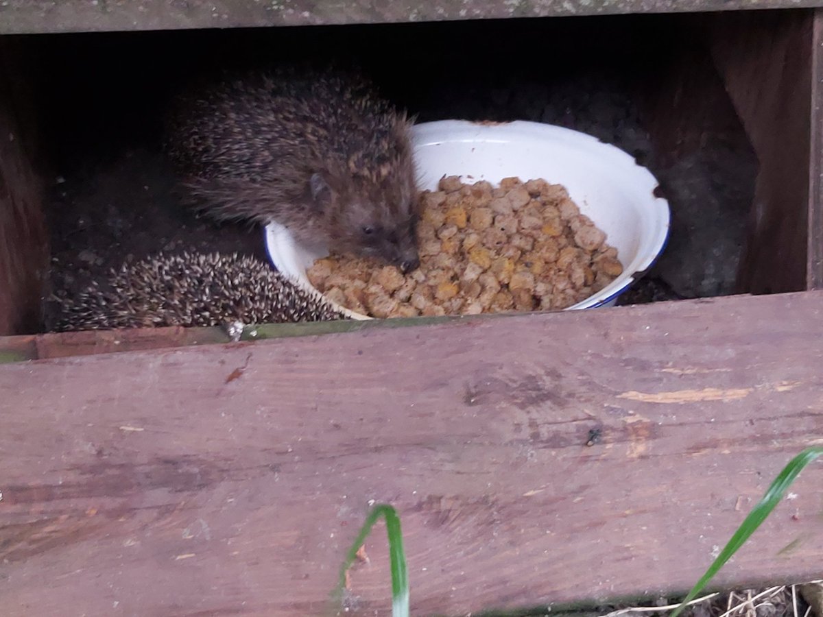 Pender_Holmes's tweet image. Chow time! They come in armies now 😂 luckily i made enough food to feed 4 or 5 hedgehogs. Depends on their size and hunger.  Please feed and water the hedgehogs! You can do this with dry or wet dogfood mixed with special hedgehog food. Thank you! #hedgehogs #helpthehedgehogs