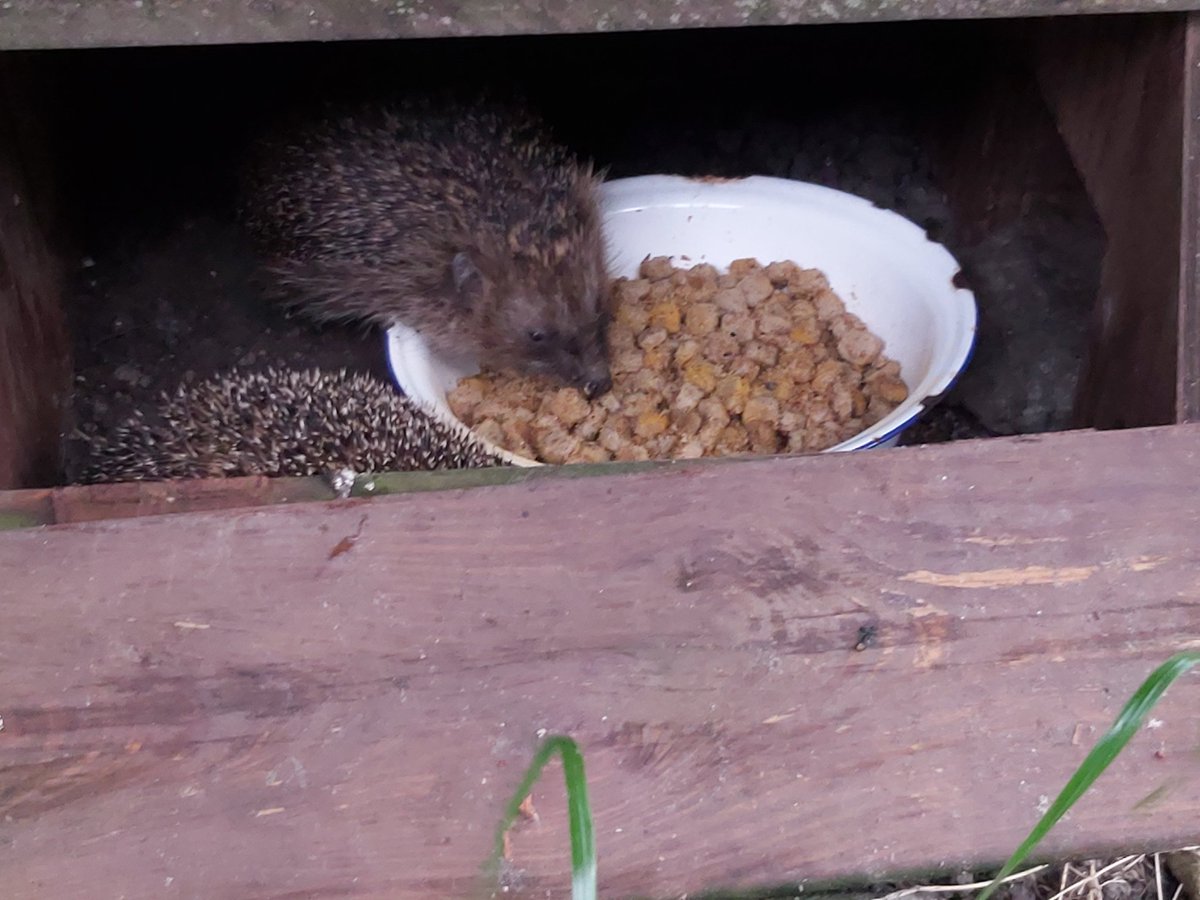 Chow time! They come in armies now 😂 luckily i made enough food to feed 4 or 5 hedgehogs. Depends on their size and hunger.  Please feed and water the hedgehogs! You can do this with dry or wet dogfood mixed with special hedgehog food. Thank you! #hedgehogs #helpthehedgehogs