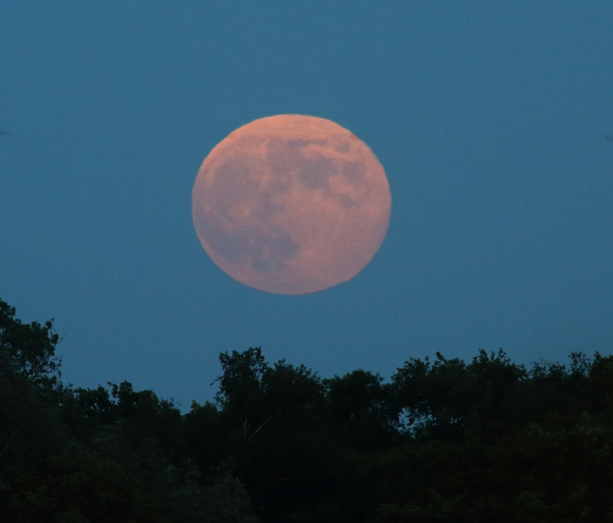 LazloUzala's tweet photo. June super moon rising over Askham Bog @Britanniacomms @YDimages @HarmonyMindBody @naturearises @worthSeeingPic @yorkpress @minsterfm @theyorkmix #witches #callingallwitches #witchestoaction #supermoon2020 https://t.co/WIftQl4FrY