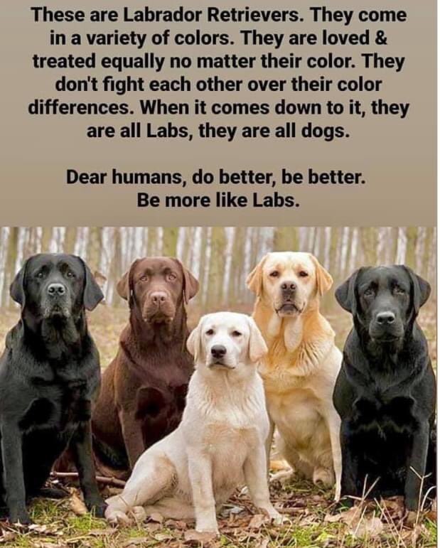 tifflovesoils's tweet photo. #BlackLivesMatter #EqualityForAll #BeBetter #belikedogs https://t.co/jxH5IwaoXj