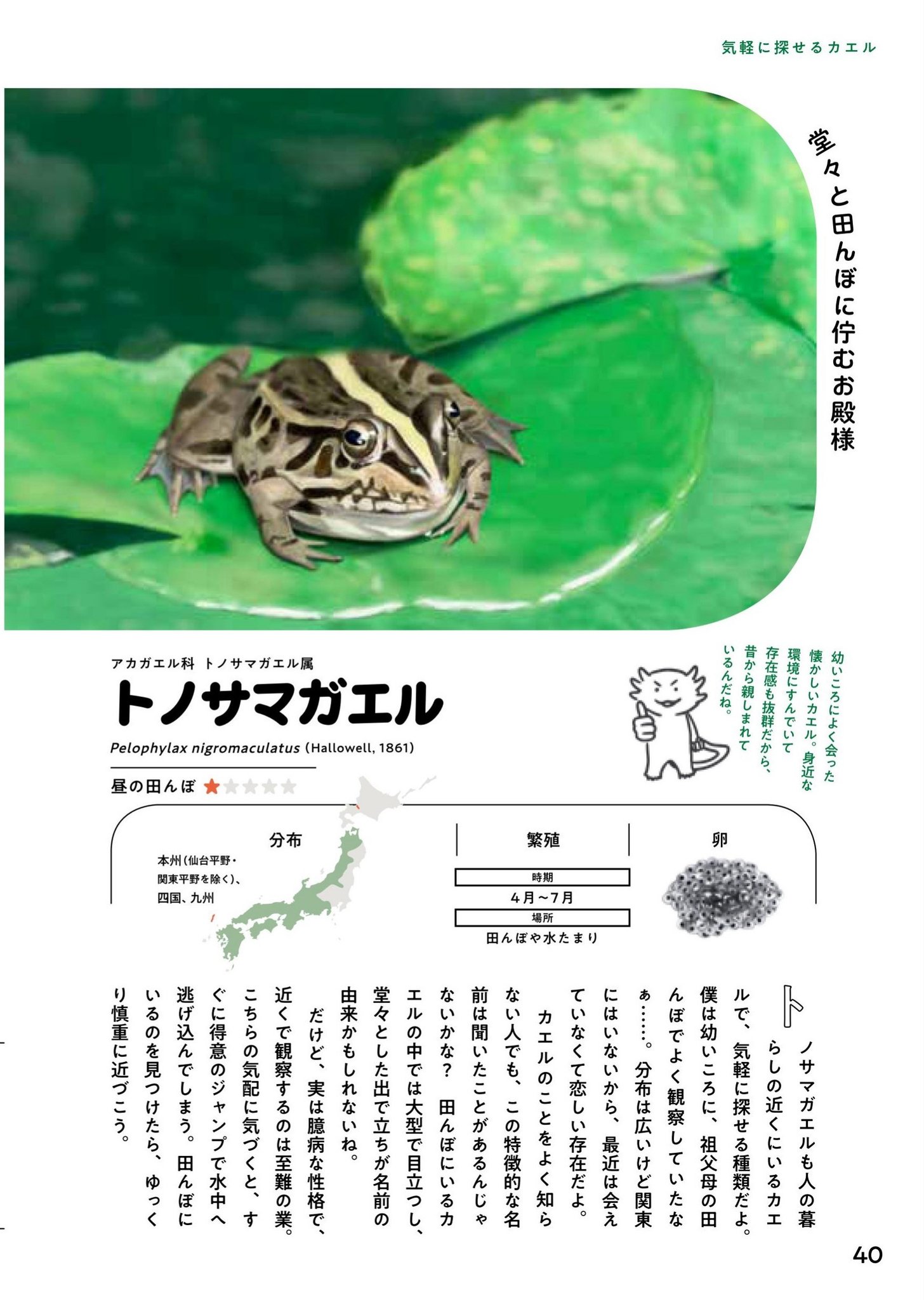 Twitter 上的 迫野 Sakono 日本のカエル偏愛図鑑 を出版します 東大生物学研究会でカエルを観察しまくった経験をまとめ 日本に暮らすカエル48種類をイラスト270点でご紹介 そのこだわりの数々を一挙にお見せします 1 6 カエルの日 かえるの日