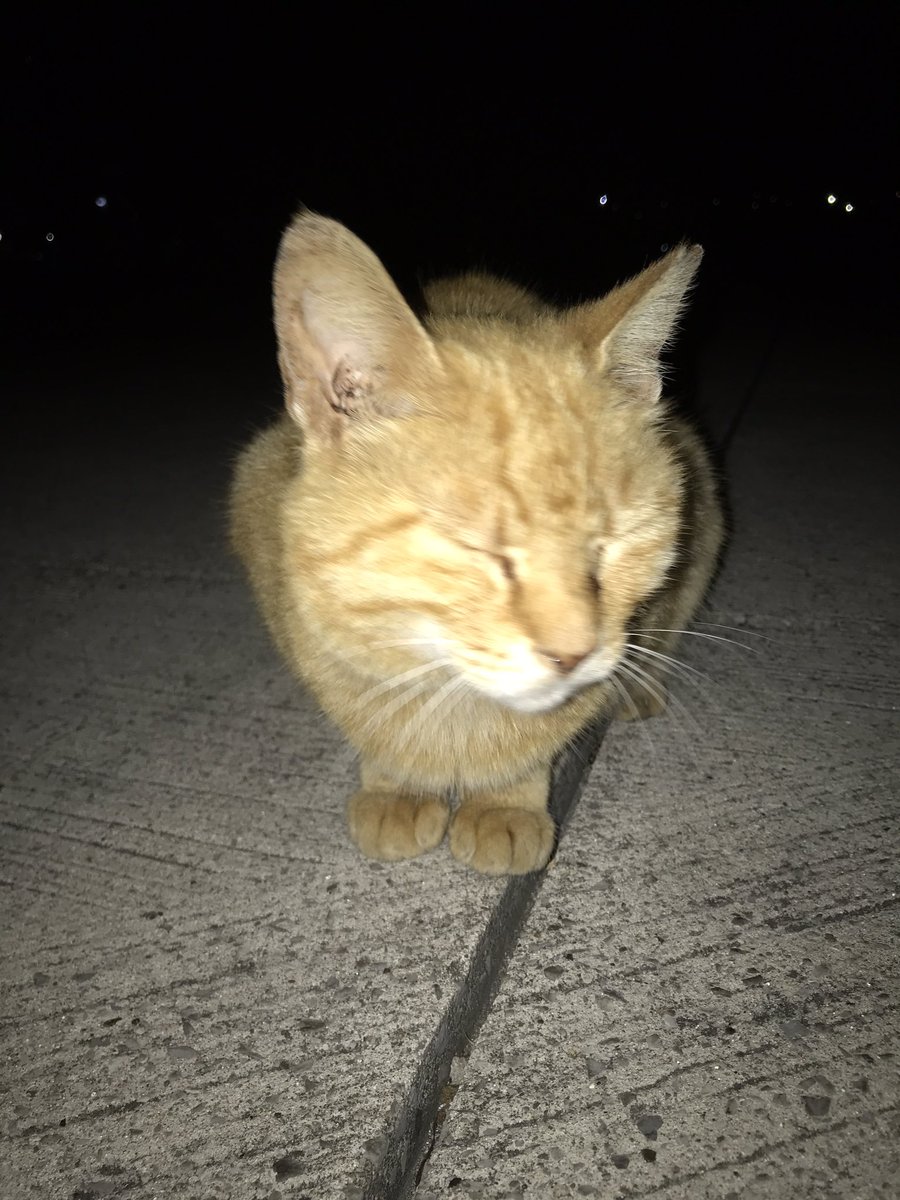 つよちゃん 釣果報告 東扇島西公園先端大角にて17時 7時 シリヤケイカ1杯 テンヤで95cmほどのタチウオ一匹 アジ7匹 カタクチイワシ 10匹 アジの泳がせで70cmほどのスズキ1匹 アジは朝夕のマヅメ時のみで夜は周囲も含めてゼロという厳しさでした