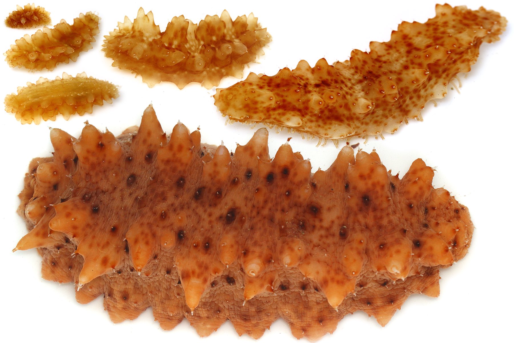 ゆうじ 磯でたまに見つける左上の小さな謎の生き物 たぶんナマコなのは間違いないんだけど ひょっとするとアカオニナマコの幼体な気がしてきた 最近になり様々なサイズのものが連続して見つかり 並べてみると似ているような気がする 最終的にはよく見る