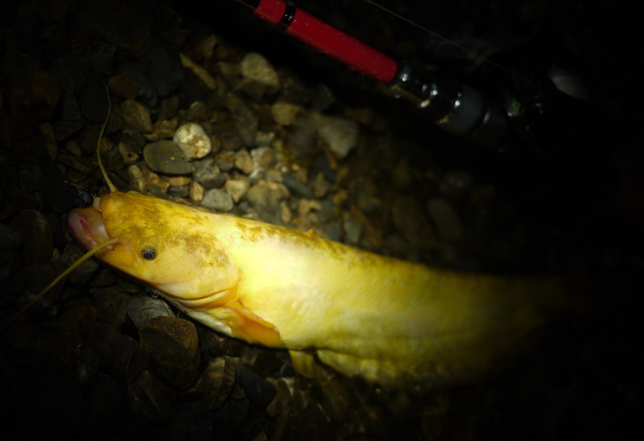 ペスカトーレ中西 Pescatore Nkns Twitter