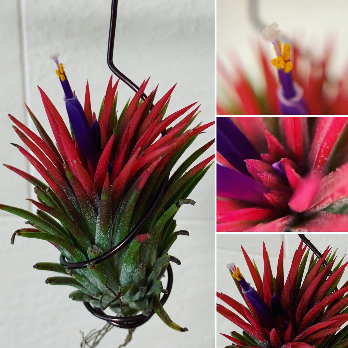 Youichi N V Twitter チランジア イオナンタ ウアメルラ Tillandsia Ionantha Huamelula Kokkok Orchid産のイオナンタ ついに開花した 葉の染まり方がすごく綺麗 花の付け根がいつものイオナンタと違う気がする Tillandsia チランジア エアープランツ エア