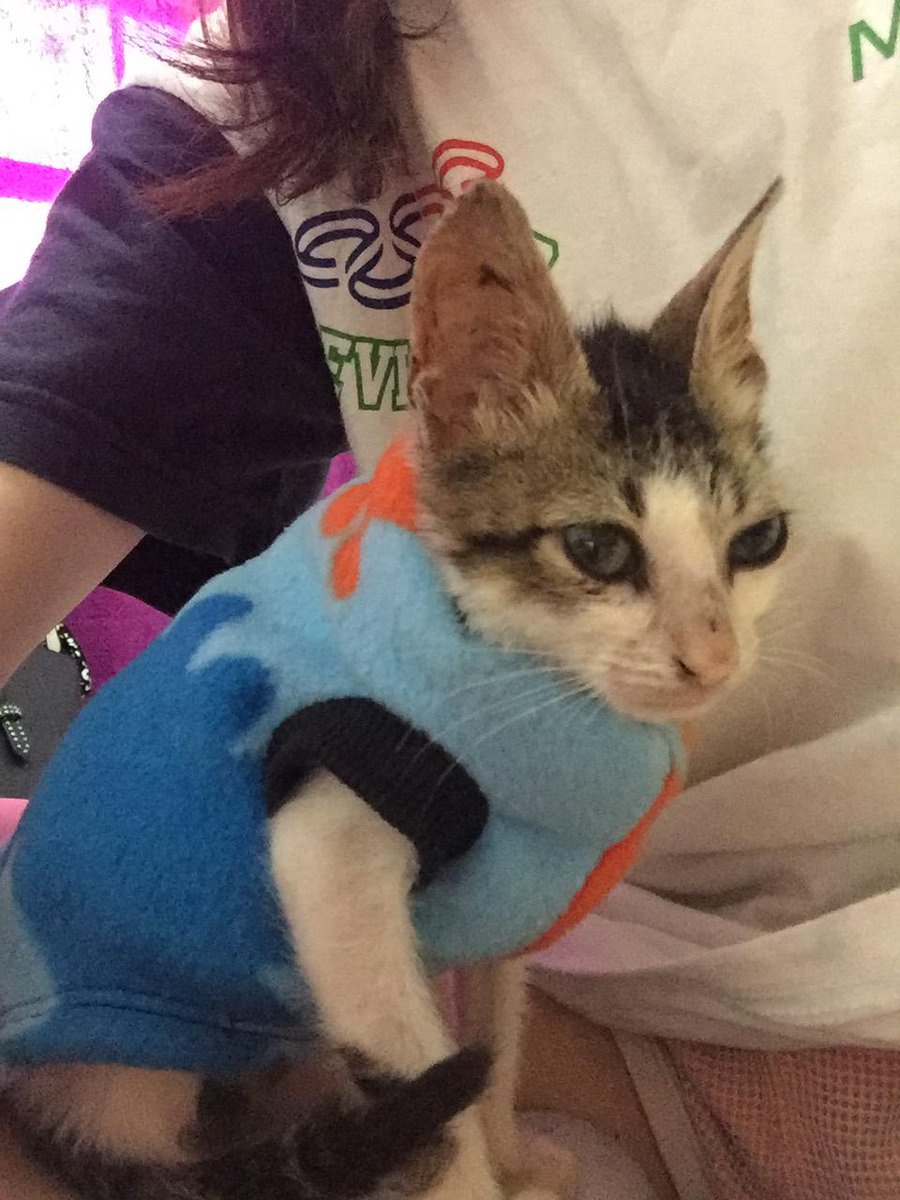 RiveroMayara's tweet photo. Lo adopté con 1mes, desnutrido, con heridas en la piel y muerto de frío. Hoy es un gordito hermoso de 1 año y algunos meses que me llena el corazón todos los días.
Le salvé la vida pero el me devolvió muchísimo amor y es mi fiel compañero.
ADOPTEN❤🐈🙏 https://t.co/kv4ZSlI301
