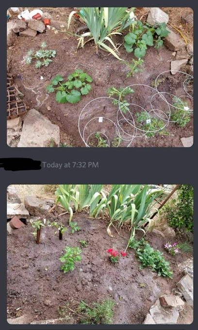@LlVELEAK meanwhile middle sib is growing real garden, inspired by our gamer mom 