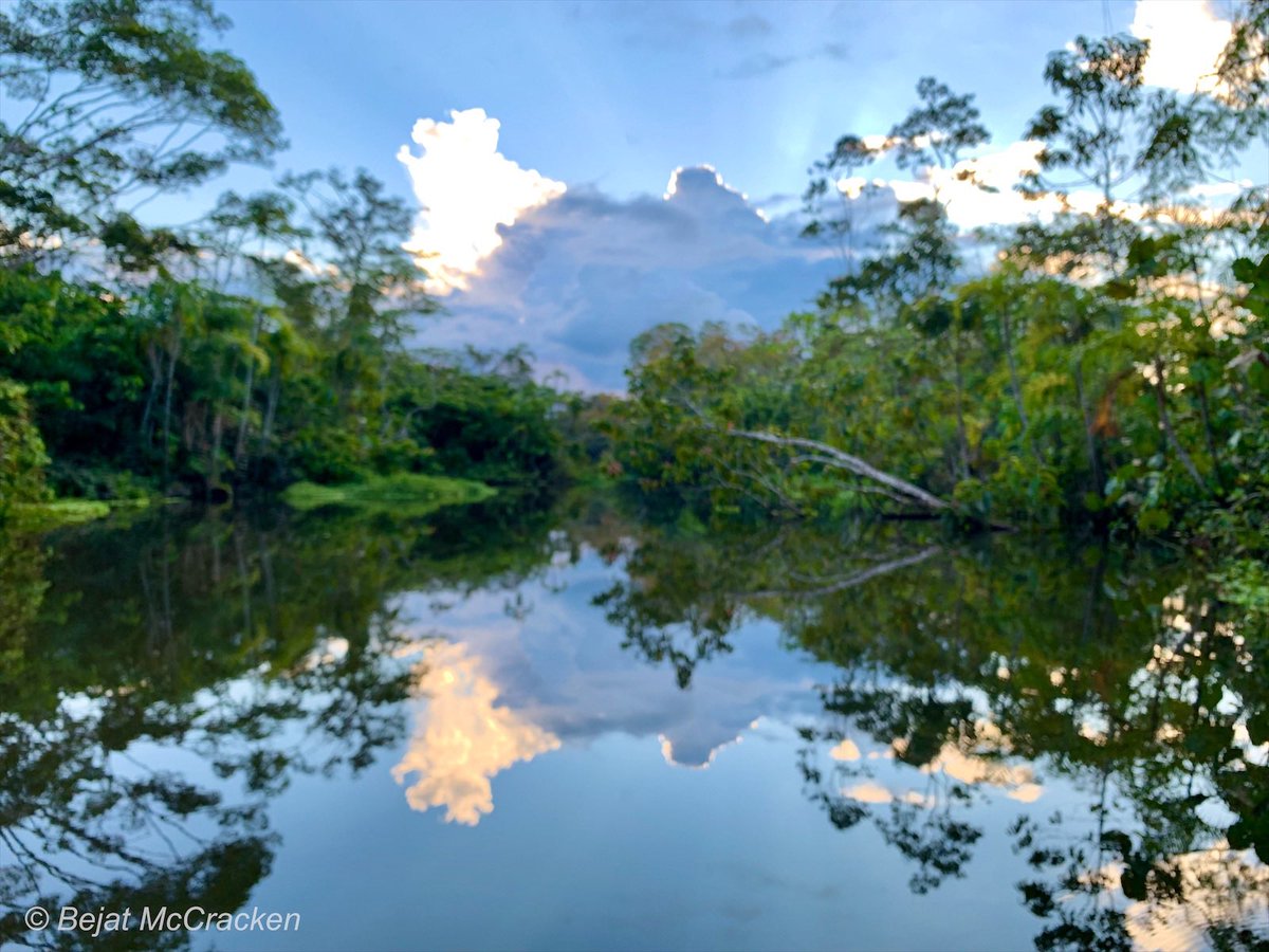 eden_amazon's tweet photo. “Those who contemplate the beauty of the earth find reserves of strength that will endure as long as life lasts.”             – Rachel Carson 
#WorldEnvironmentDay #Rainforest #DiscoverEcuador #Vacation #Amazonia #YasuniBiosphereReserve #EcoTourism #Conservation #EdenAmazonLodge https://t.co/wteZkInvJy