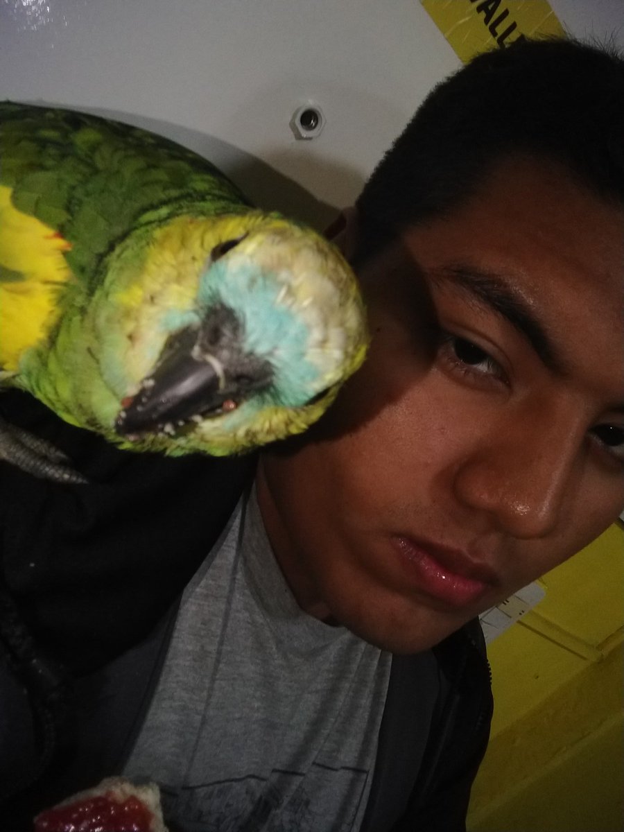 Franchesco999 (@Francoyenginski) on Twitter photo 2020-06-05 22:15:44 Quien más tiene un loro de mascota? Quien más tiene un loro de mascota?