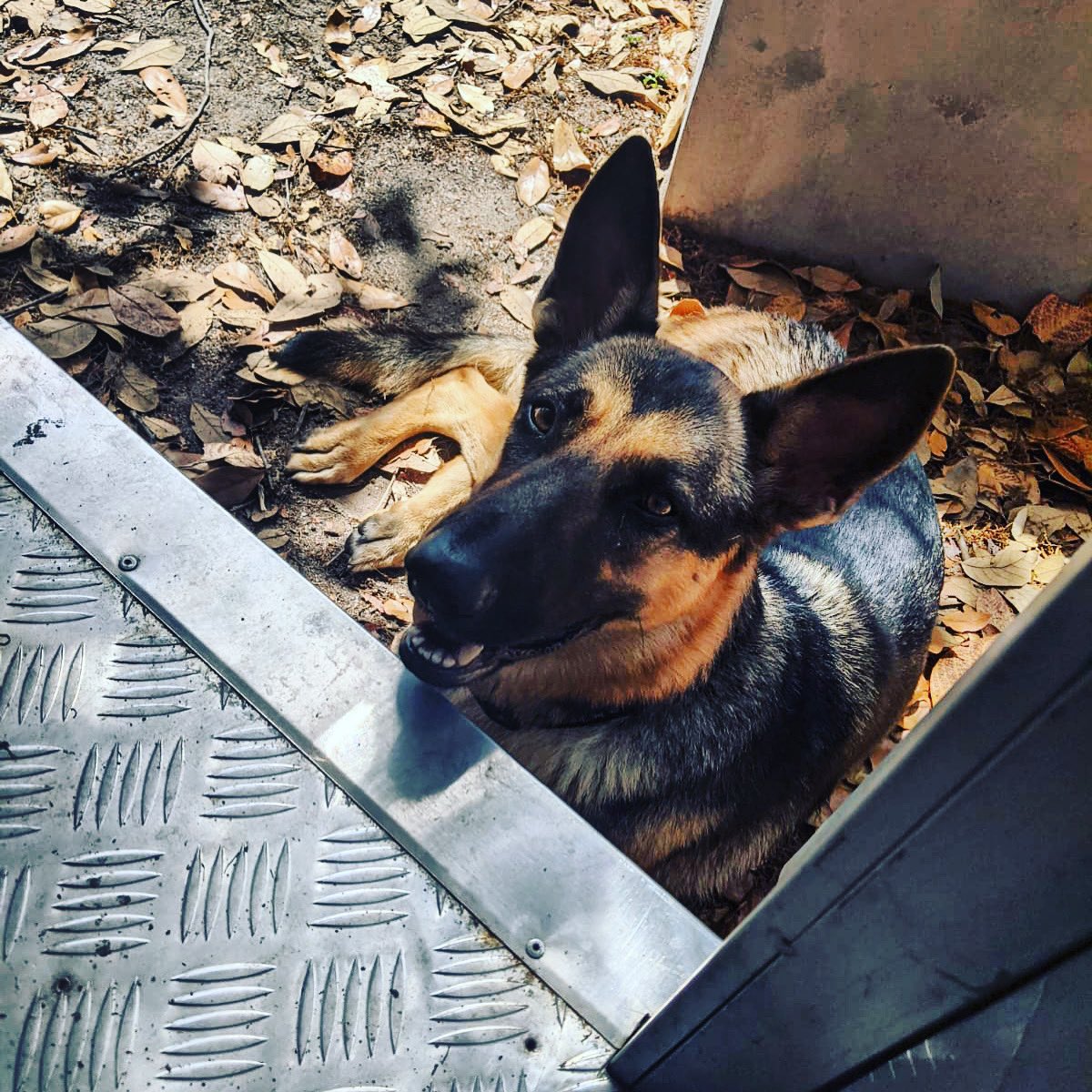 veggingvegan's tweet photo. Missing my girl ❤️ feeling blessed to have good friends and random neighbours looking after her.... #germansheperd #irelandcovid19 #expatinireland #Obedient #Intelligent #Curious #Alert, #Loyal #Confident https://t.co/MJgVaammYt