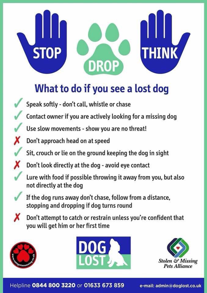 rosiedoc666's tweet photo. SHELLEY IS STILL NOT HOME
Her elderly owners are devastated losing their special girl PLS PLS IF IN AREA KEEP EYES OPEN TY ๐
#MuchHadham EAST HERTS
A nervous rescue DO NOT CHASE call sighting in female #Bordercollie
https://t.co/4YthNqsALD
Sightings in #Upwick
#TeamShelley https://t.co/aOrPOmzhkz