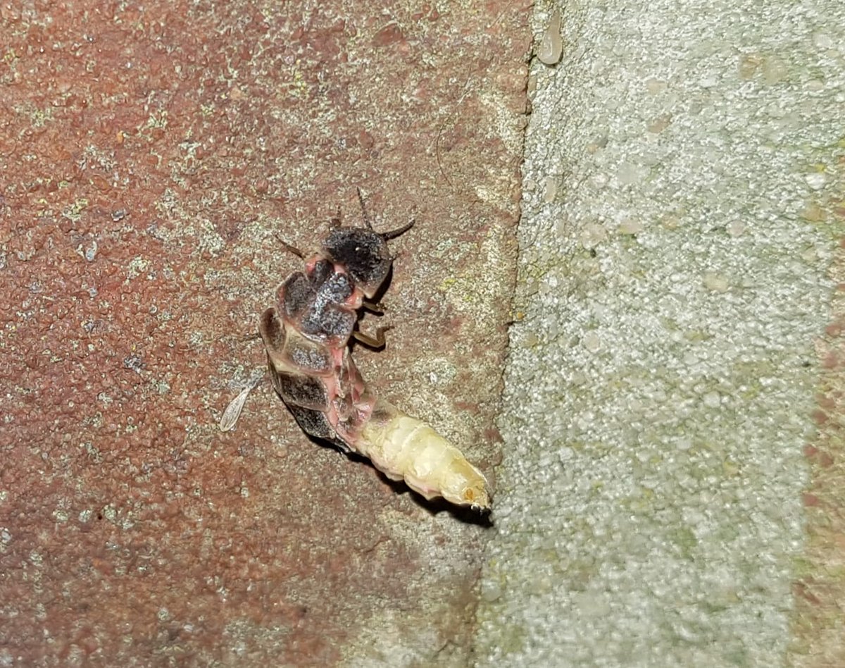 WildmanTrev's tweet photo. Working late and found this little fella on the wall tonight. Amazing Glow worms! https://t.co/fcaX5UxTSd