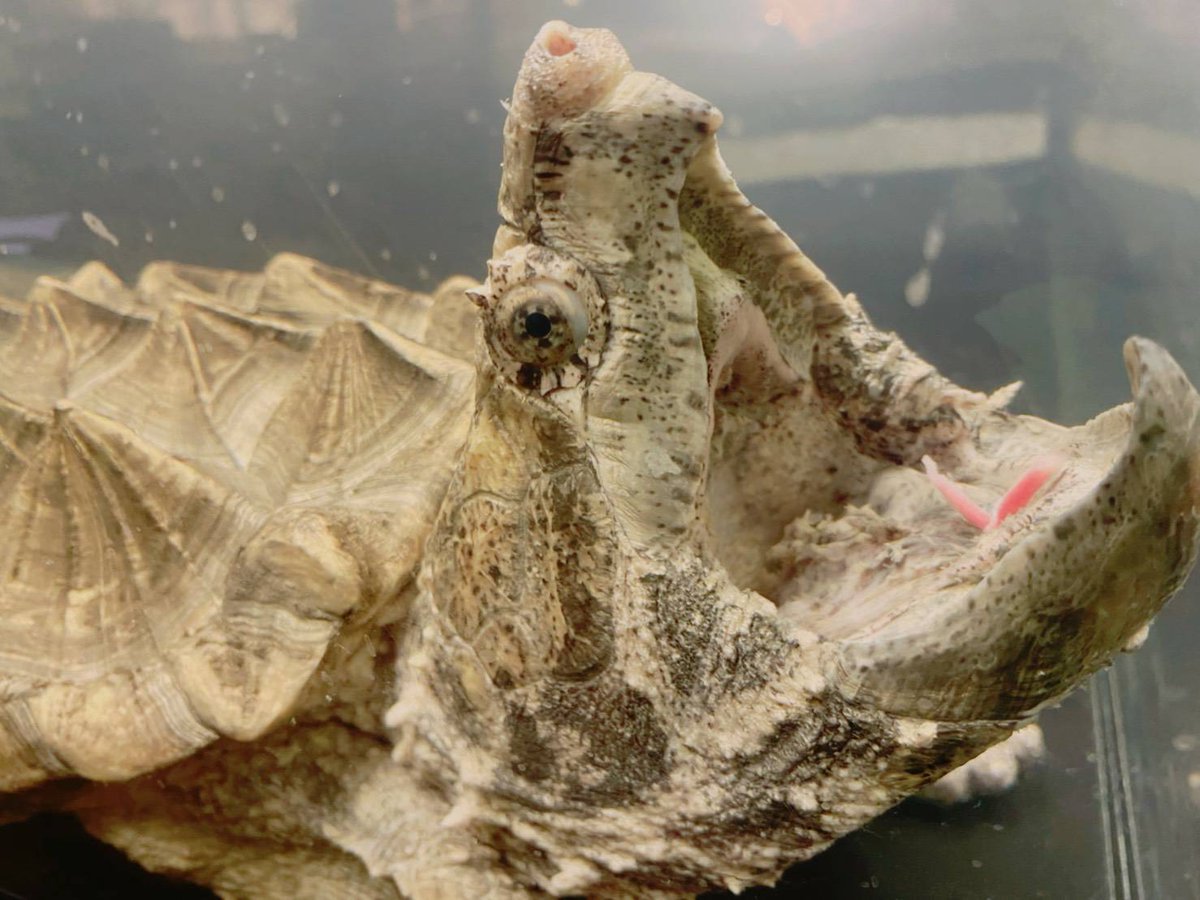 ふくろうカフェ わたど る 獲物を呼び寄せる 舌ピロピロ を生で是非 ゴールデンワニガメ かっちょいいですよー タイミングが合えば餌やりが見られるかも わたどーる わたど る 大須 矢場 名古屋 栄 爬虫類 亀 カメ