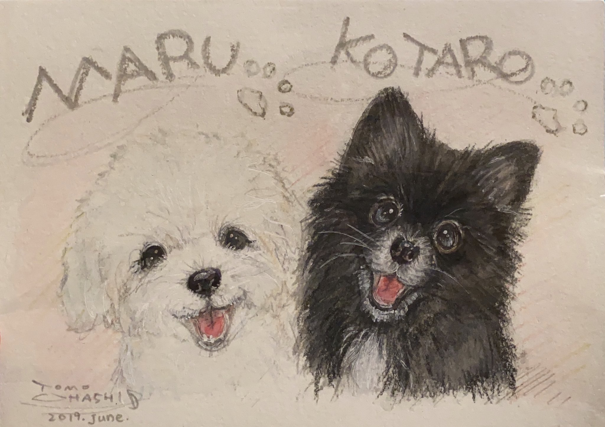 愛犬自慢 Maru こたろう Maru Twitter