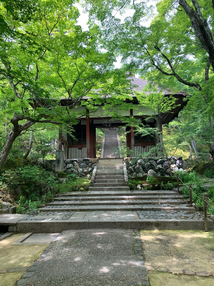 よーじや 公式 V Twitter 嵐山も 日に日に緑濃くなってまいります 緑の画像 新緑 深緑