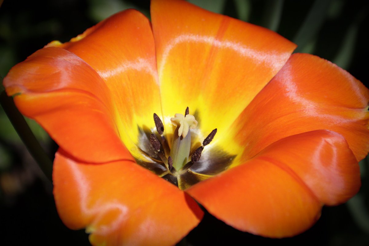 The Color of Orange 
#macro_brilliance #the_gallery_of_magic #moody_tones #naturephotography #macrohappiness #bns_macro #allkindsofnature #inthemoodfor_macro #flower_daily #flower_igers #splendid_flowers #awesome_florals #amazing_flowerz #macro #naturehippys_  #thehub_macro