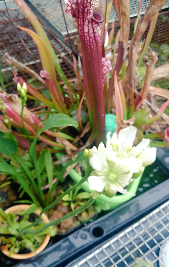 気圧の変化に弱い魔王 ハエトリソウの花が咲いてた 白い 綺麗 小さい 可愛い 花言葉は魔性の愛