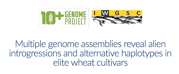 Join us on 29 June at 11am EDT (5pm CET) for the webinar: "Multiple genome assemblies reveal alien introgressions and alternative haplotypes in elite wheat cultivars" presented by Curtis Pozniak <a href="/CurtisPozniak/">Curtis Pozniak</a>
Register here: attendee.gotowebinar.com/regist…/3661638010475392015