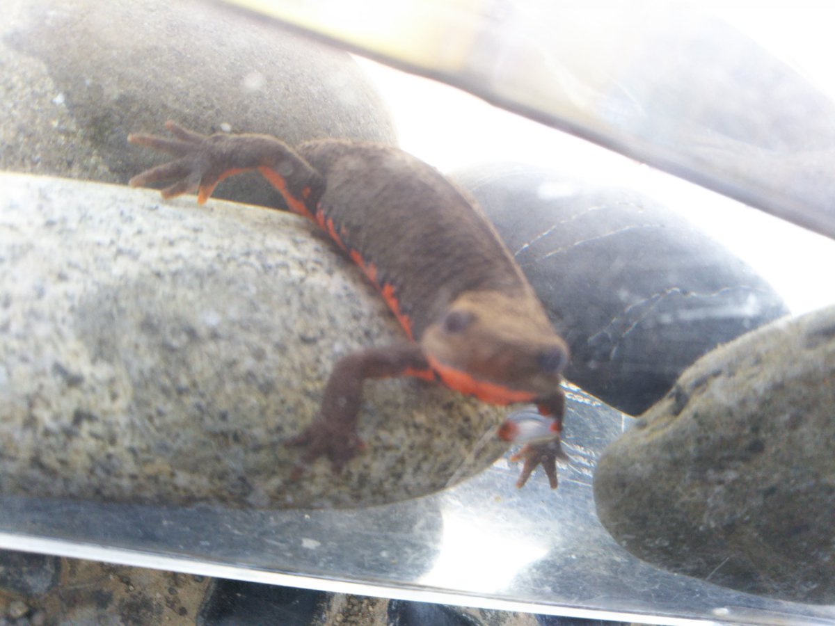 まるぴ すごい 丁寧にお世話されているからイモリもわかって懐いてるんですね 愛だな愛 イモリって水棲なの知らなかった 赤いお腹だからアカハラみたいな名前って日本では結構聞きますwインコでも頭が黒くてお腹が白い種類にズグロシロハラインコ