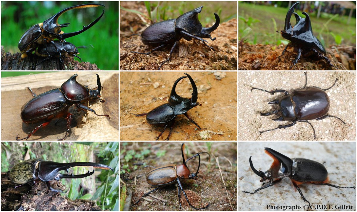 #worldcoleopteraweekend I'll start with Neotropical #rhinocerosbeetles from Ecuador: L to R, T to B: Dynastes neptunus, Coelosis bicornis, Megaceras crassum, Podischnus oberthuri, Enema pan, Megasoma actaeon, Dyn. hercules, Golofa eacus, Heterogomphus schoenherri #Scarabaeidae