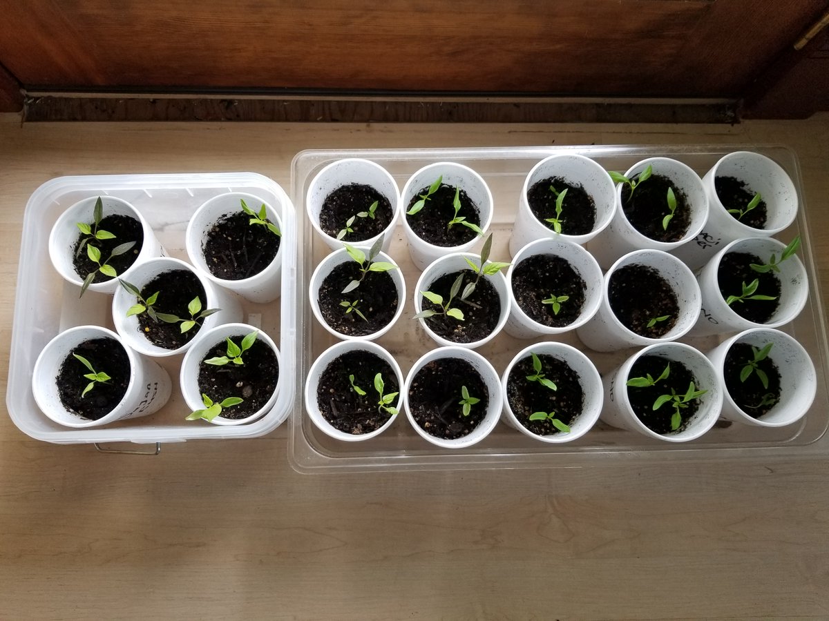 MickeyTAM11's tweet image. Expanding the sweet &amp;amp; hot pepper operation this year!
 
Sugar Rush Peach, Corbaci, Frenso, Purple Pepper, and Habanada. 🌶️

#PeterPiper