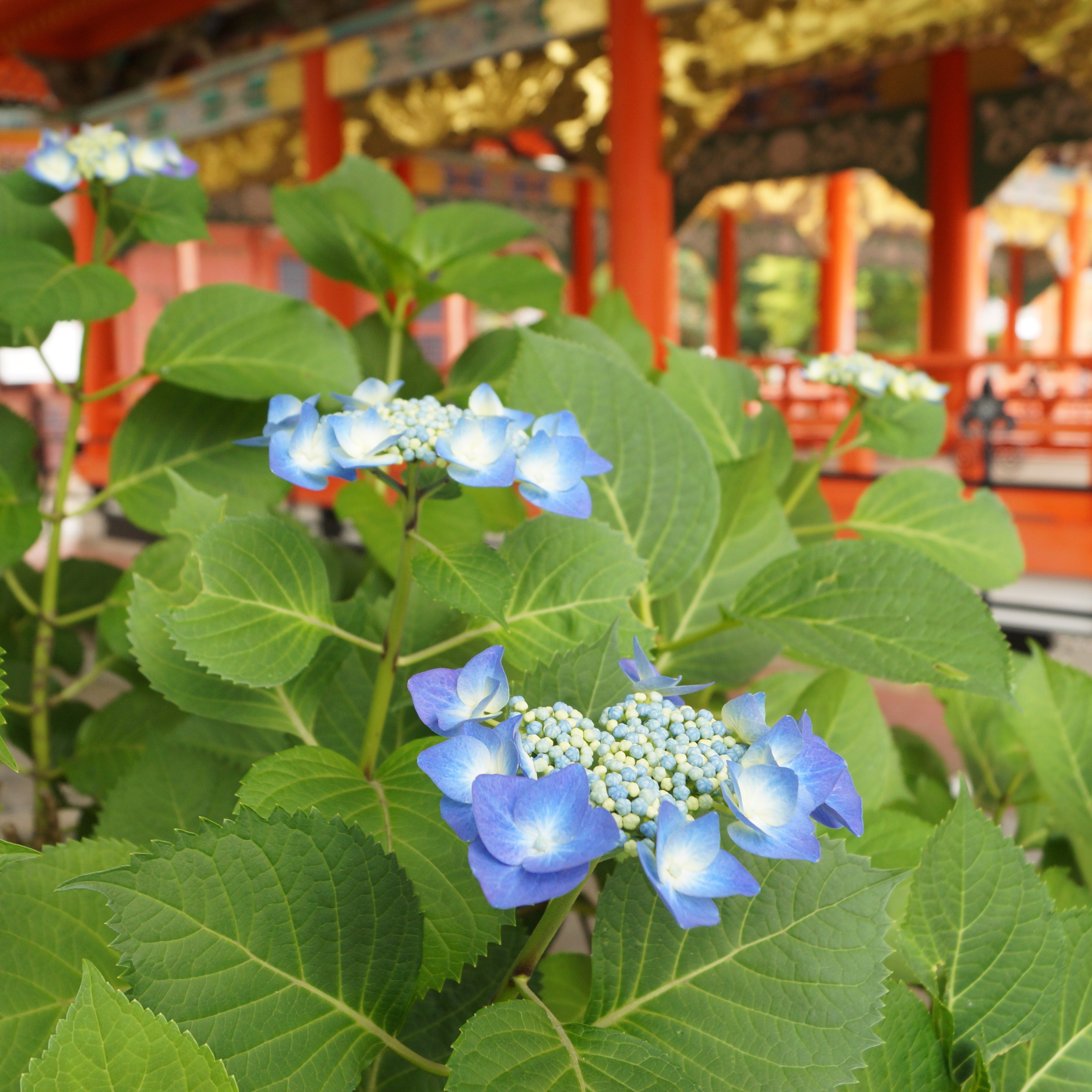 تويتر 耕三寺博物館 耕三寺 على تويتر 今朝の花だより 耕三寺 紫陽花三景 極彩色と 真花咲く 花房 花だより 花便り 花景色 紫陽花 アジサイ あじさい Hydrangea 耕三寺 極彩色 ガクアジサイ 額紫陽花 装飾花 真花 開花 花房 淡いブルー