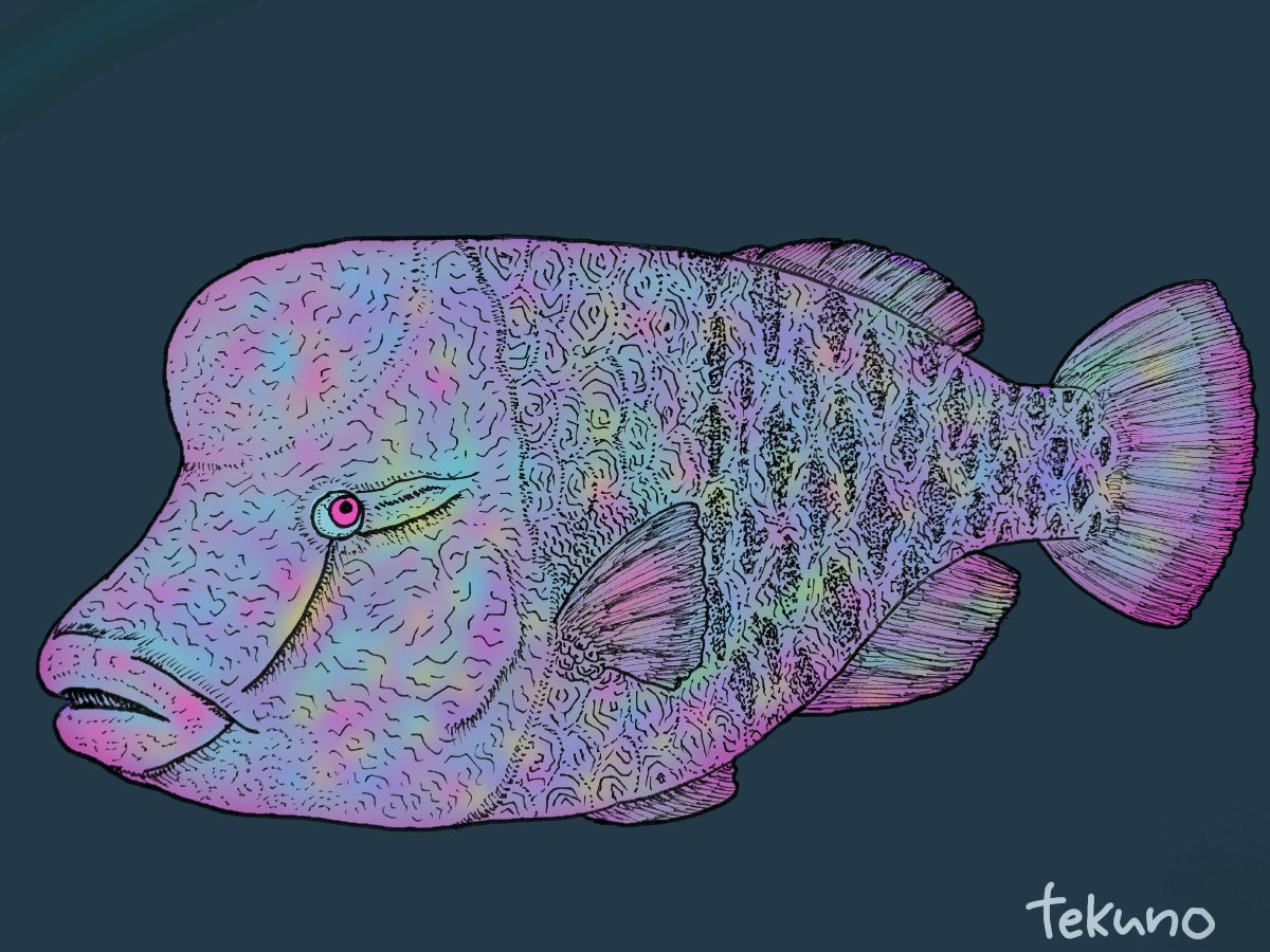 寿てくの Twitter वर ナポレオンフィッシュさん メガネモチノウオ イラスト 創作の狼煙 寿てくの Twitter वर ナポレオンフィッシュさん メガネモチノウオ イラスト 創作の狼煙