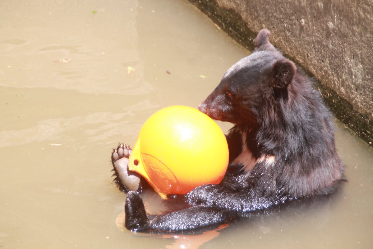 盛岡市動物公園 Zoomo On Twitter 天気がいい日 曇った日 暑い日 寒い日 どんな日でもニホンツキノワグマ の 姫 はプールに入ります とにかくプールが大好きで この日はブイとたわむれていました すぐにプールが汚れちゃうけど たっぷり遊んでもらえば