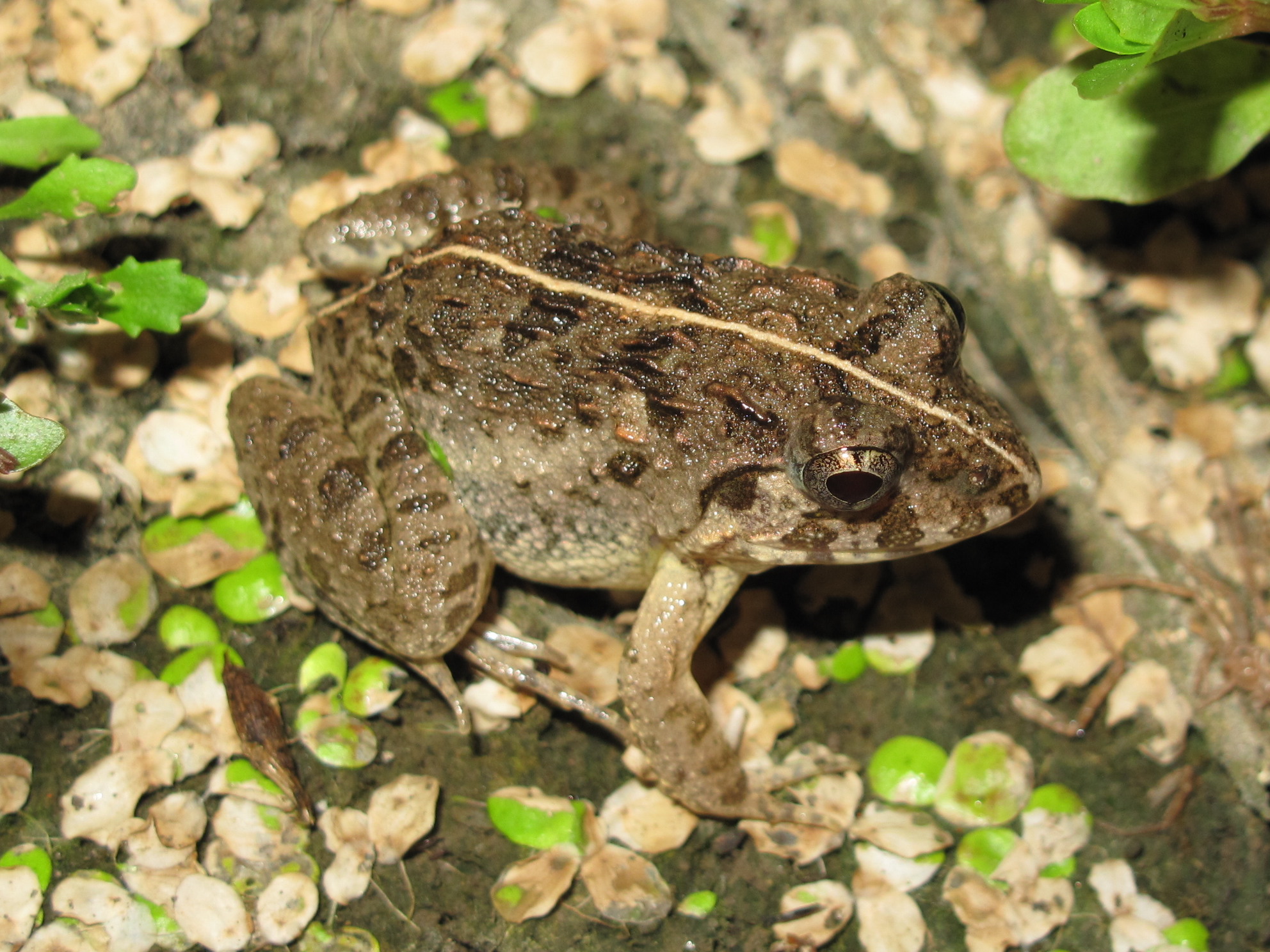 カエルの背に数匹の子 かえるくん（30匹セット） カラー・生地 | ときなるオンライン