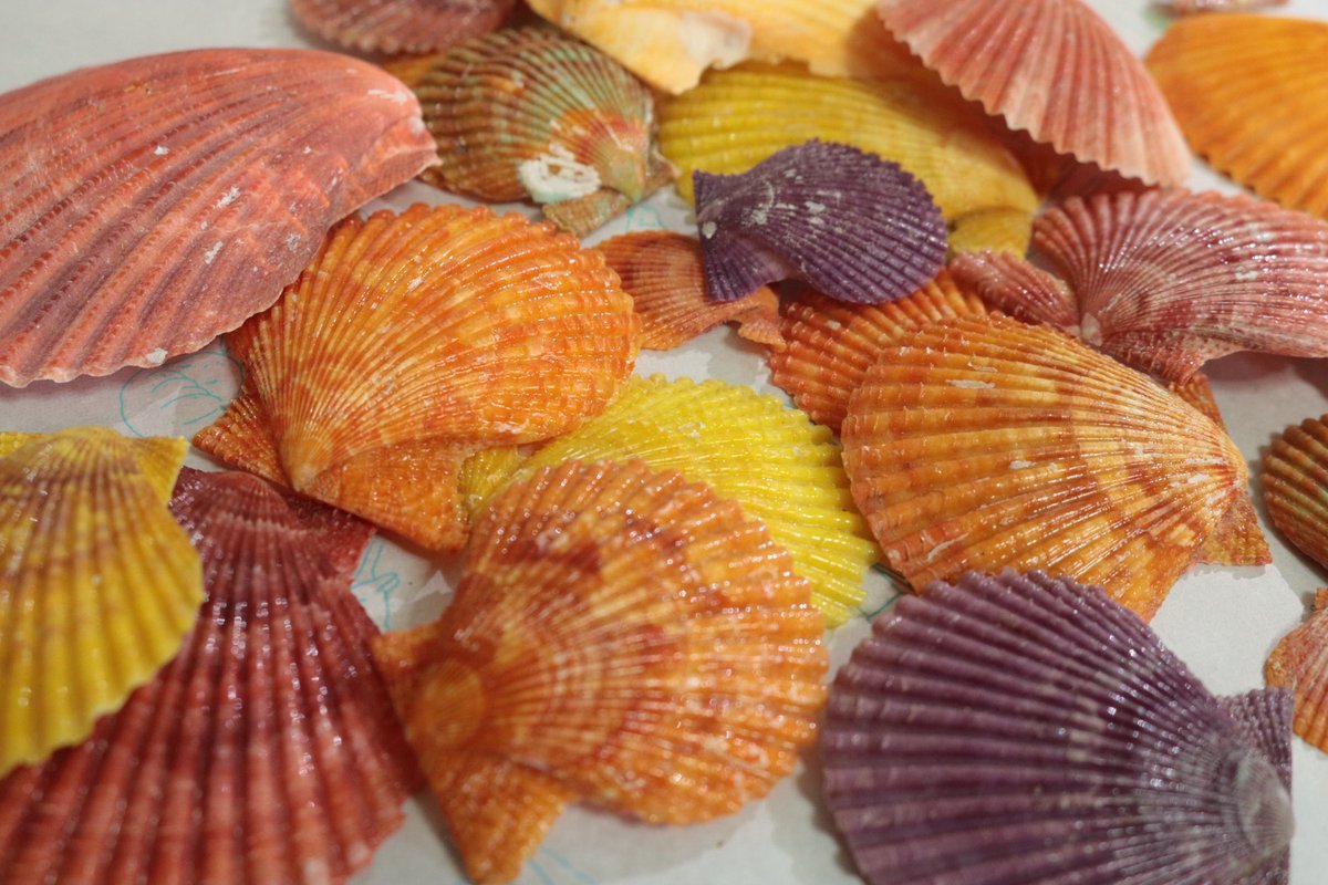 あやねこ 貝殻の良い収納方法を知りたい 本当は専用の棚に一つ一つ大きさと種類ごとに並べたい でも一人暮らしだとスペースが無いね 貝殻 収納