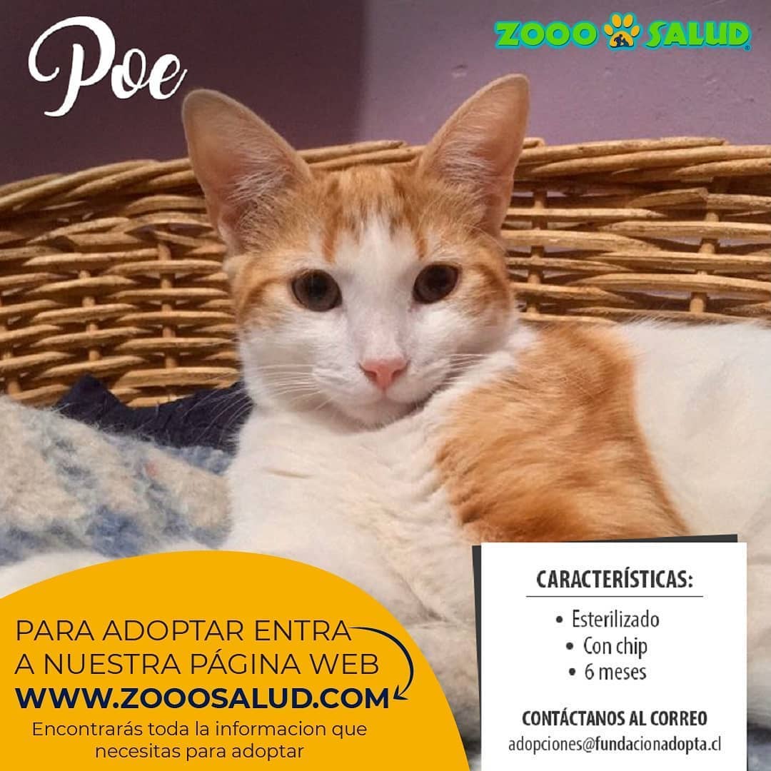 zooosalud's tweet photo. Estos gatos son de la "fundación adopta"🐾🐱🐾puedes adoptar desde https://t.co/4BXQ5eJSoB
.
.
.
.
@fundacion_adopta
.
#gatos #cats #cat #catsofinstagram #gato #gatoschile #gatosdeinstagram #catlovers #catlover  #lovecats #gatoslindos #zooosalud #gatosenadopcion #santiagochile https://t.co/BmokTOFazq
